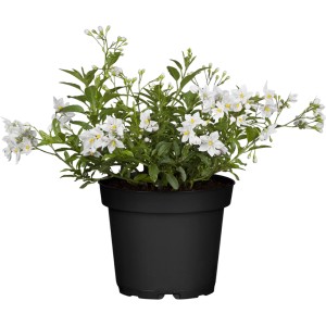 Jasminblütiger Nachtschatten im Topf: Weiße Blüten der Kübelpflanze Solanum.