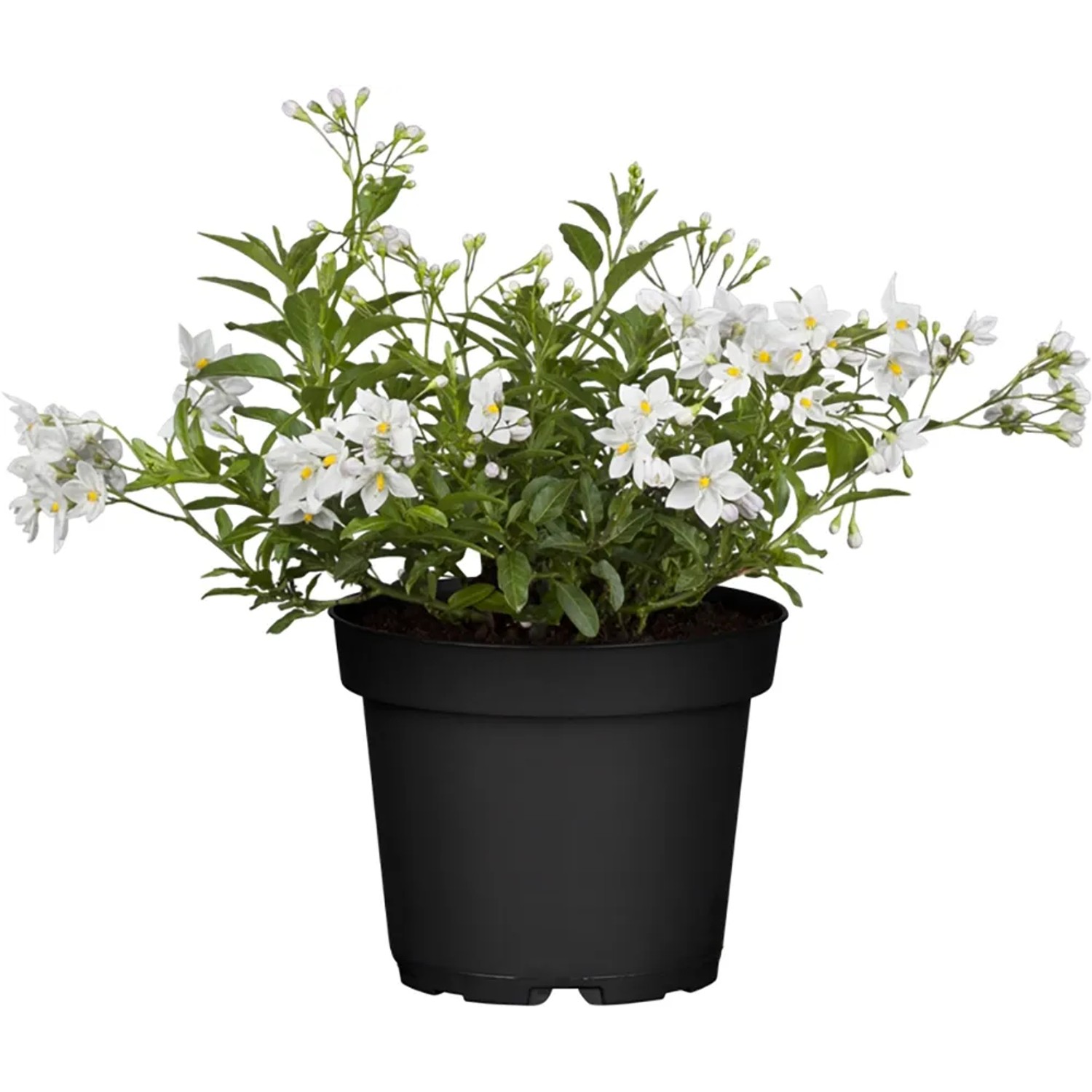 sprühflasche für zimmerpflanzen Sprühflasche für Pflanzen & Blumen – Feiner Sprühnebel main image 0