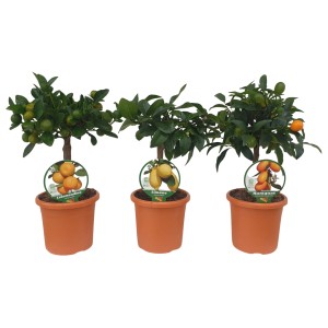 Citrus Mix Stamm Sortenauswahl im Topf, verschiedene Sorten wie Zitrone, Kumquat und Calamondin.