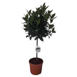 Lorbeer Stamm (Laurus nobilis) im Topf, ca. 21 cm Ø, grüne Blätter, Kübelpflanze.