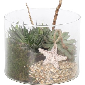 Sukkulenten Arrangement in Glas mit Seestern Deko, Topf ca. 15cm Ø.