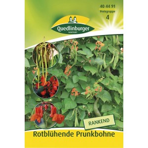 Samenpackung Quedlinburger Rotblühende Prunkbohnen, rankend mit roten Blüten und grünen Hülsen.