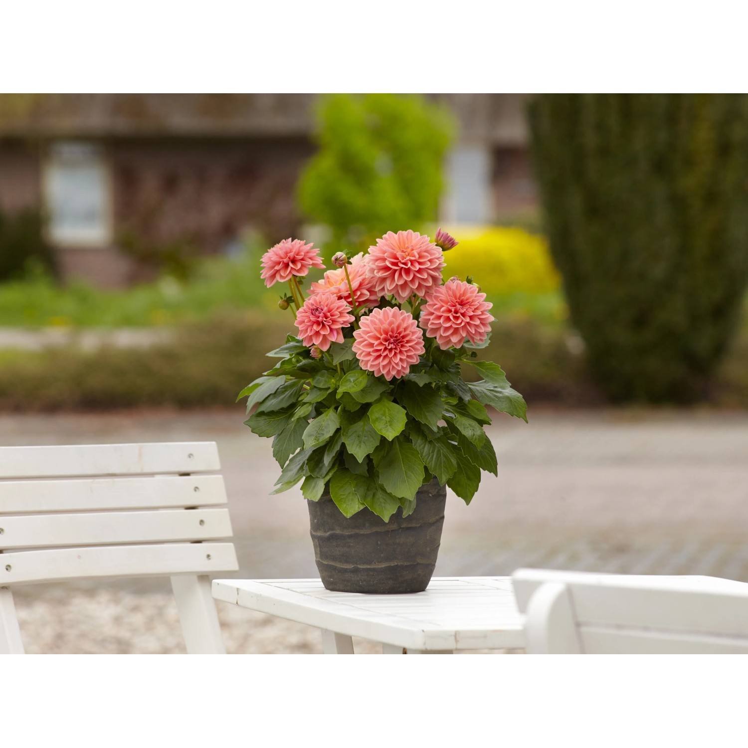 Grow by OBI Dahlie Sonderfarben Topf- ca. 13 cm "Dahlia Hybriden" kaufen  bei OBI