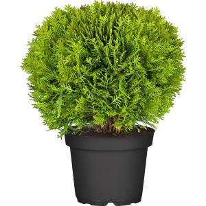 OBI Kugel-Lebensbaum "Danica" Höhe ca. 25 - 30 cm Topf ca. 5 l Thuja
