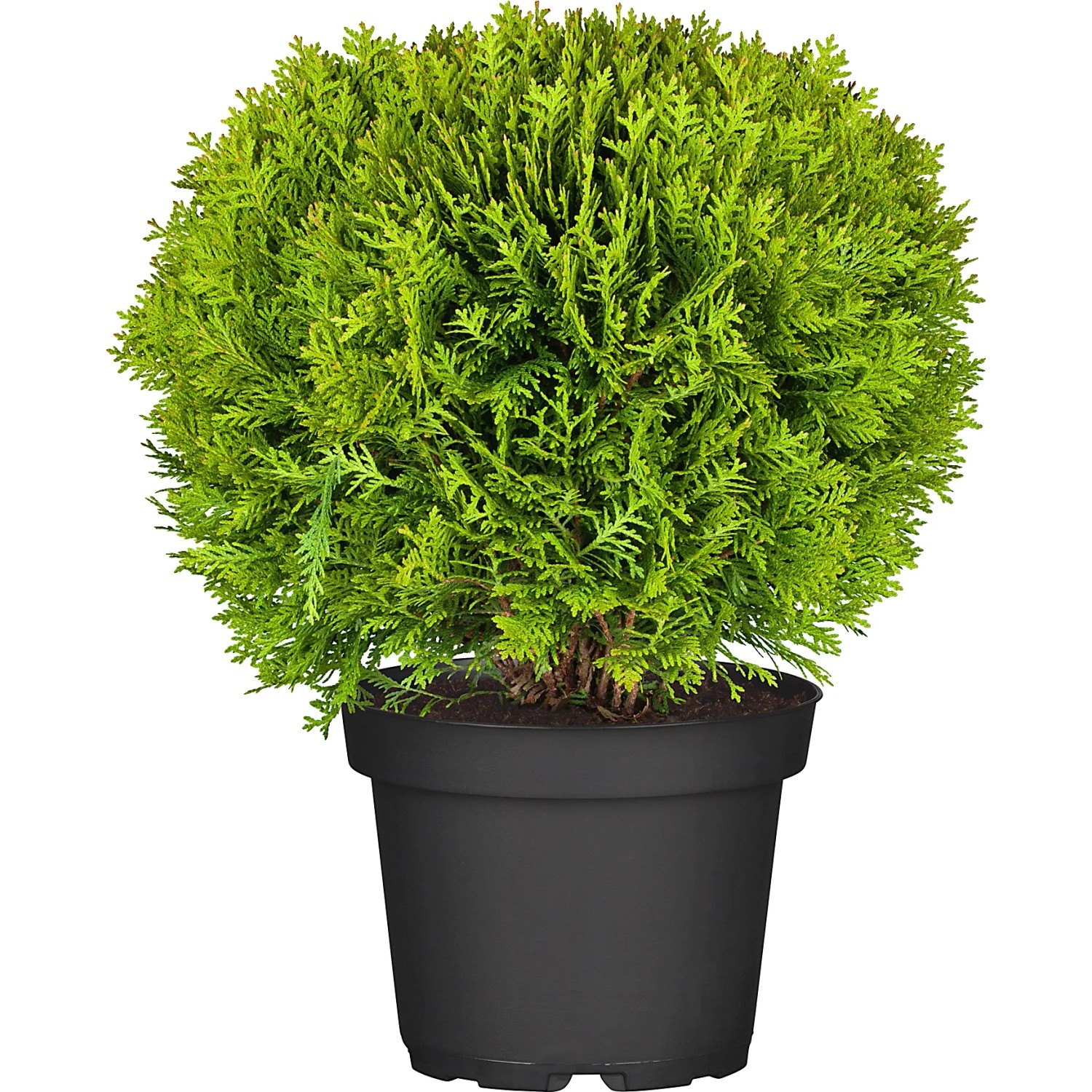 OBI Kugel-Lebensbaum "Danica" Hhe ca. 25 - 30 cm Topf ca. 5 l Thuja kaufen  bei OBI