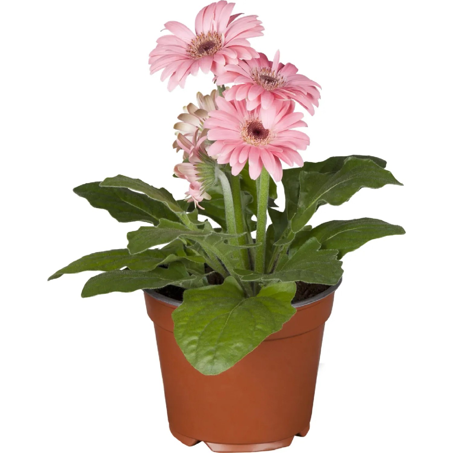 zimmerpflanze gestreift Korbmarante Calathea Orbifolia Zimmerpflanze Ø17cm 50cm kaufen main image 0