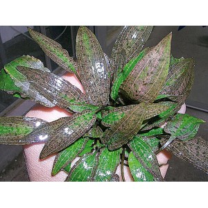 Dennerle Aquariumpflanze Cryptocoryne Affinis mit länglichen, grün-braunen Blättern.