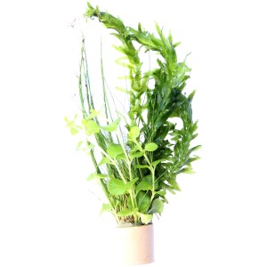 Dennerle Plants Kaltwasser Mix Aquariumpflanze im Topf, verschiedene Grüntöne.