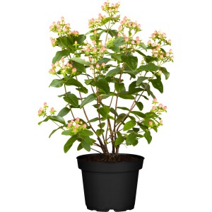 OBI Johanniskraut Svenja im Topf, ca. 10-20 cm hoch, mit grünen Blättern und rosa Blütenknospen.