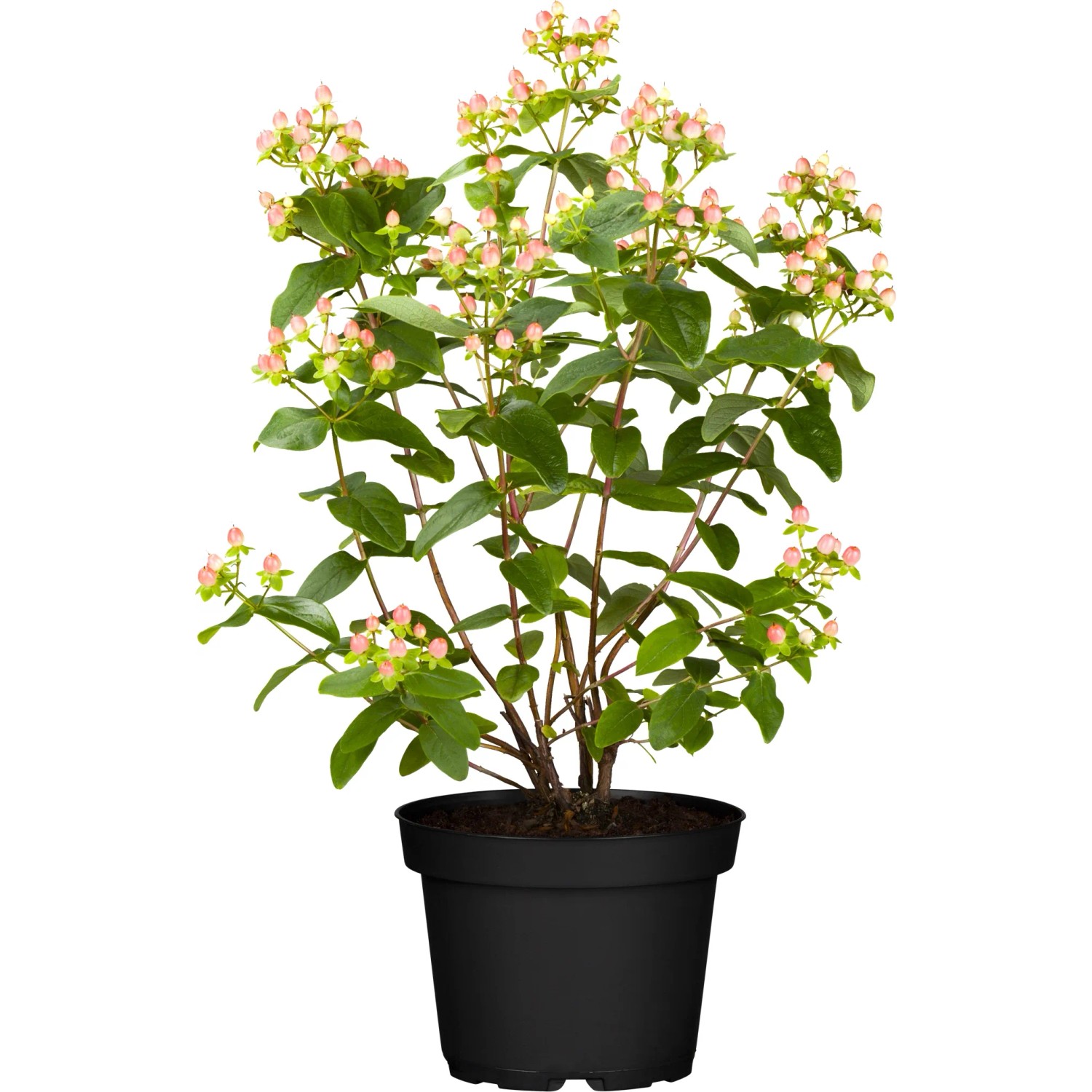 regenbogen eukalyptus zimmerpflanze Regenbogen-Eukalyptusbaumsamen  Pure Asia Seeds