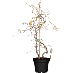 OBI Korkenzieherhasel "Contorta" Höhe ca. 60 - 80 cm Topf ca. 4 l Corylus