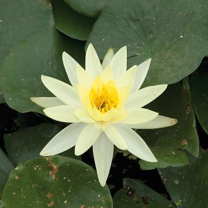 Nahaufnahme der hellgelben OBI Seerose Sulphurea mit grünen Blättern.