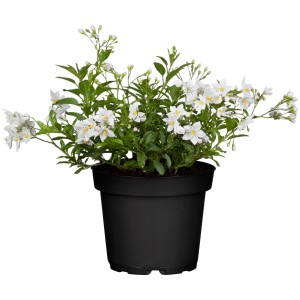 GROW by OBI Jasminblütiger Nachtschatten im Topf, weiße Blüten und grüne Blätter.