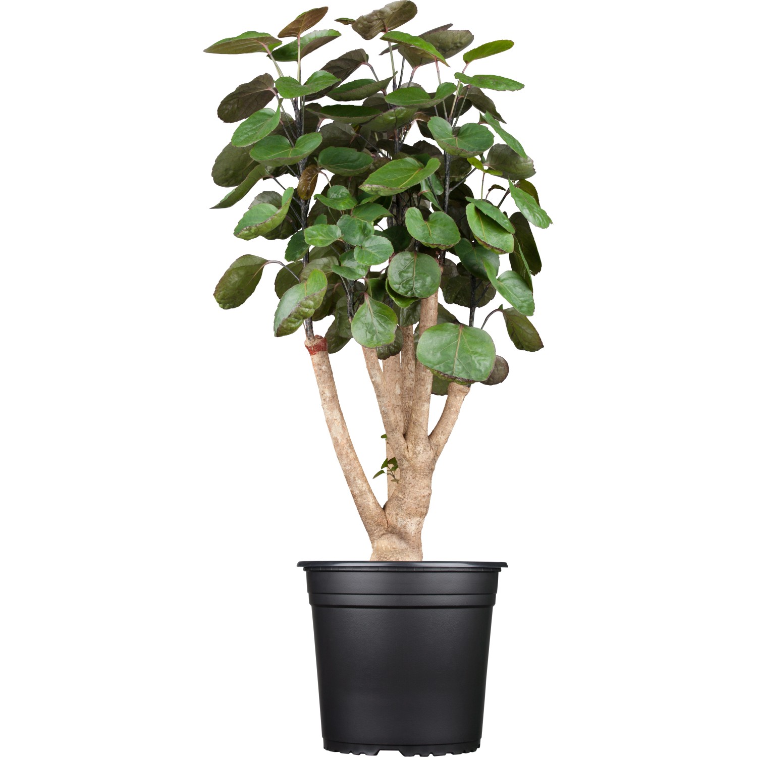 Fiederaralie 'Fabian' im Topf, ca. 85-95 cm hoch, Zimmerpflanze mit grünen Blättern.