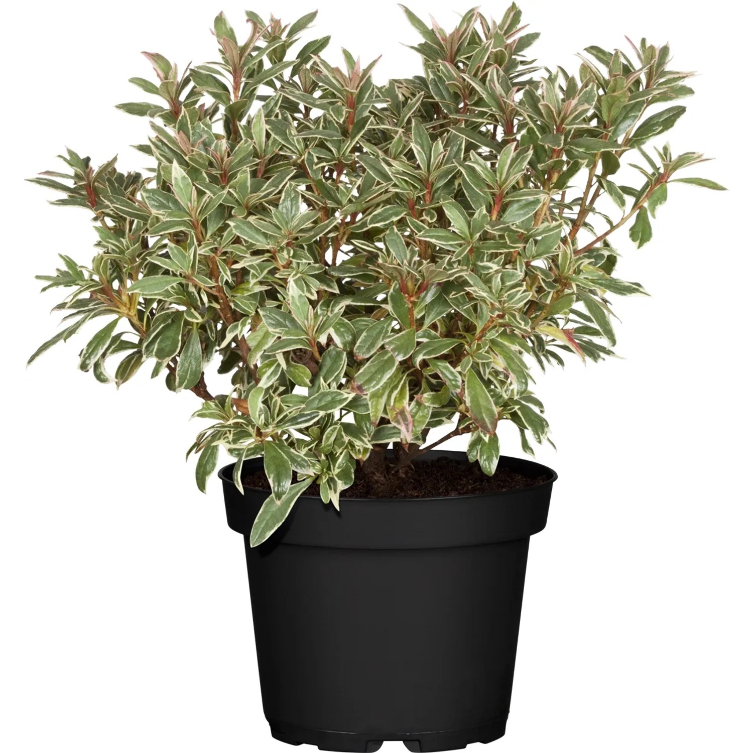 Rhododendron "Bollywood" Rosa Hhe ca. 20 - 30 cm Topf ca. 3 l Rhododendron  kaufen bei OBI