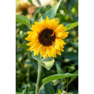 Gelbe GROW by OBI Sonnenblume (Helianthus annuus) als Stehpflanze mit großem Blütenkopf.