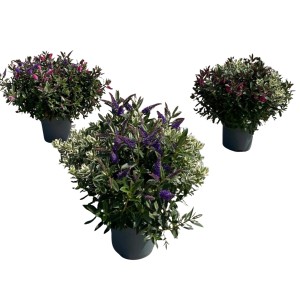 Strauchveronika Addenda Mix im Topf, verschiedene Farben. Herbstpflanze für Beet und Kübel.