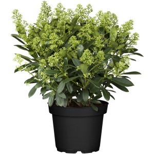 Japanische Skimmie 'Illusion' im Topf: Immergrüner Strauch mit weißen Blütenknospen.