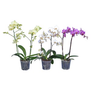 Schmetterlings-Orchidee multiflora 2-Trieber