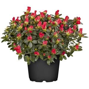 Zimmer-Azalee Busch im Topf, rote Blüten. Winterblühende Blühpflanze für Innenräume.