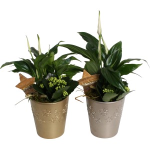 Weihnachtsarrangement mit Einblatt und Flammendem Käthchen in gold- und silberfarbenen Keramik-Töpfen.