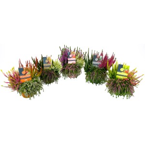 Verschiedenfarbige Calluna Beautybelle Heidepflanzen (Topf-Ø 13 cm) im Mix, winterharte Gartengestaltung.