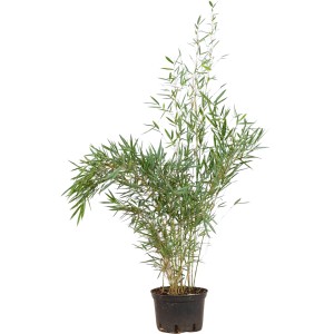 Gartenbambus "Campbell" Set à 40 Stück Höhe ca. 100 - 125 cm Fargesia robusta