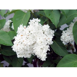 GROW by OBI Edelflieder "Mme Florent Stepman" ca. 40-50 cm Topf ca. 2,3l Syringa