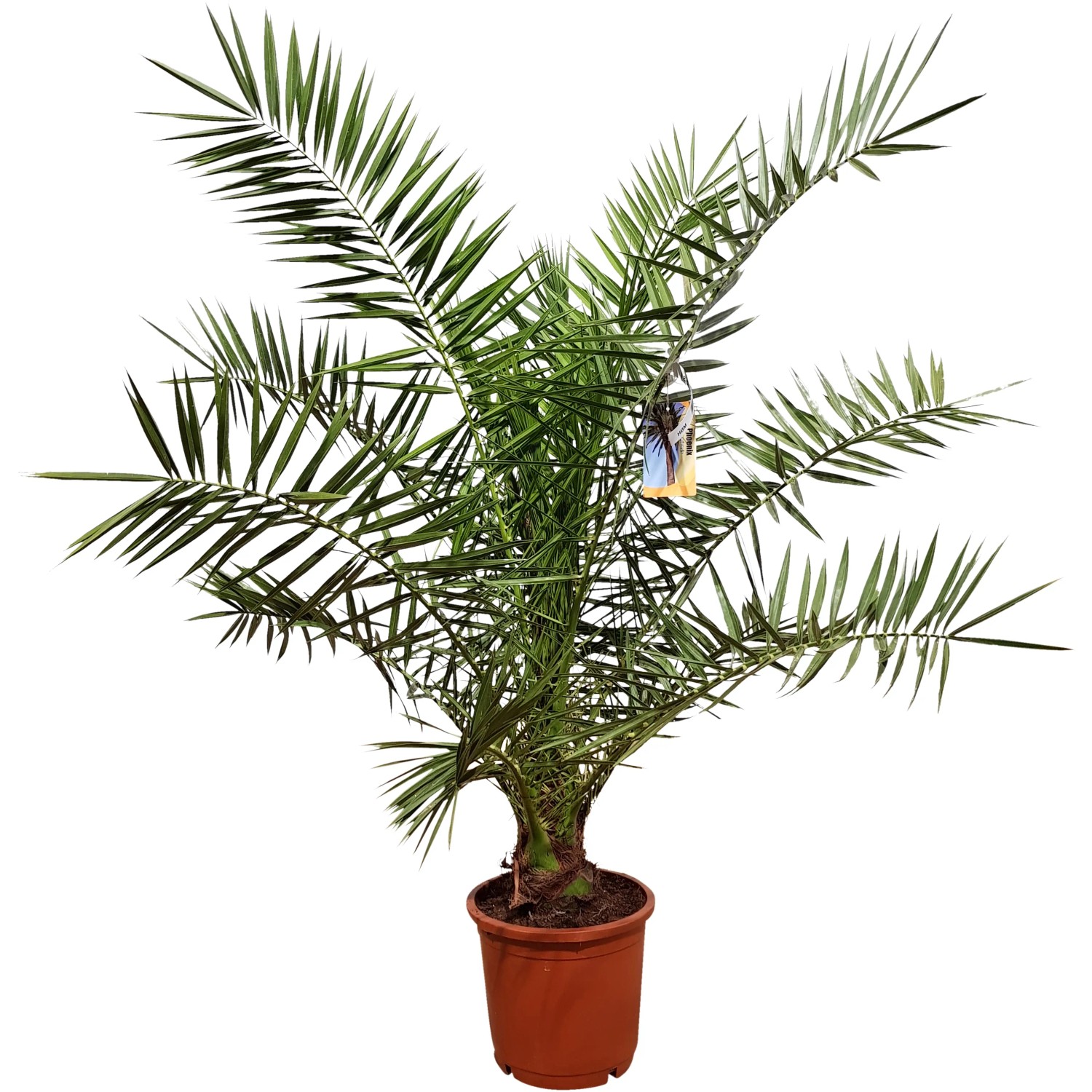 Kanarische Dattelpalme XXL ca. 180