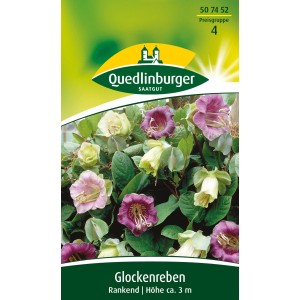 Packung Quedlinburger Glockenrebe Blau, rankende Kletterpflanze mit blauen und weißen Blüten.
