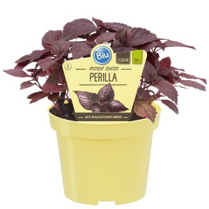 Blu Roter Shiso Perilla im gelben Topf, ca. 12 cm Durchmesser. Küchenkräuter für Balkon & Küche.