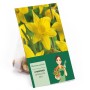 Verpackung mit 15 gelben Osterglocken (Narcissus pseudonarcissus) Blumenzwiebeln.