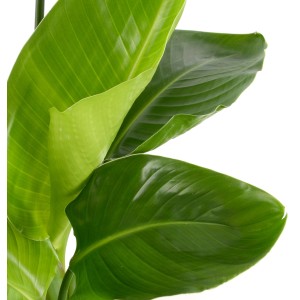 Grüne Strelitzie (Strelitzia Nicolai) mit großen Blättern im Topf, ca. 70-80 cm hoch.