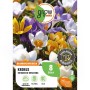 GROW by OBI Krokus Botanische Mischung, 8 Stück, verschiedene Farben.