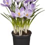 Krokus Violett im Topf, Frühjahrsblüher mit lila-weißen Blüten.