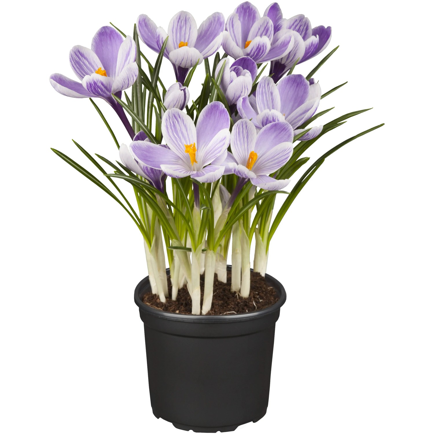 Krokus Violett im Topf, Frühjahrsblüher mit lila-weißen Blüten.