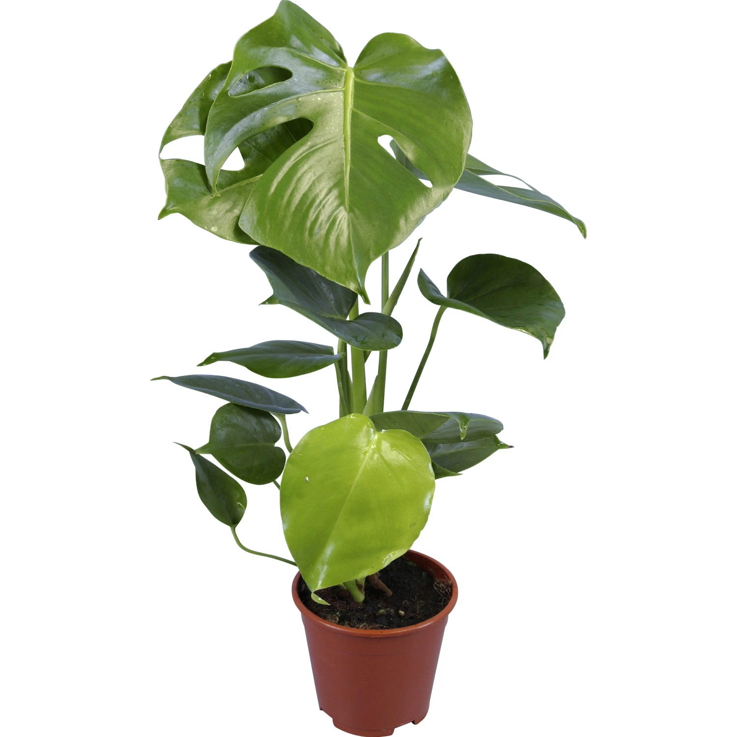 monstera adansonii albo Monstera adansonii albo - 4