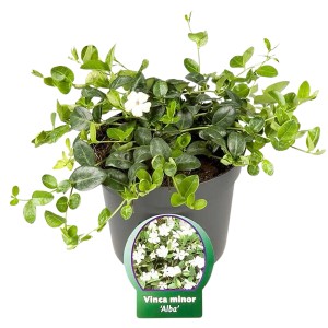 Kleinblättriges Immergrün "Alba" Weiß  Länge 20 - 25 cm Topf ca. 2 l Vinca minor