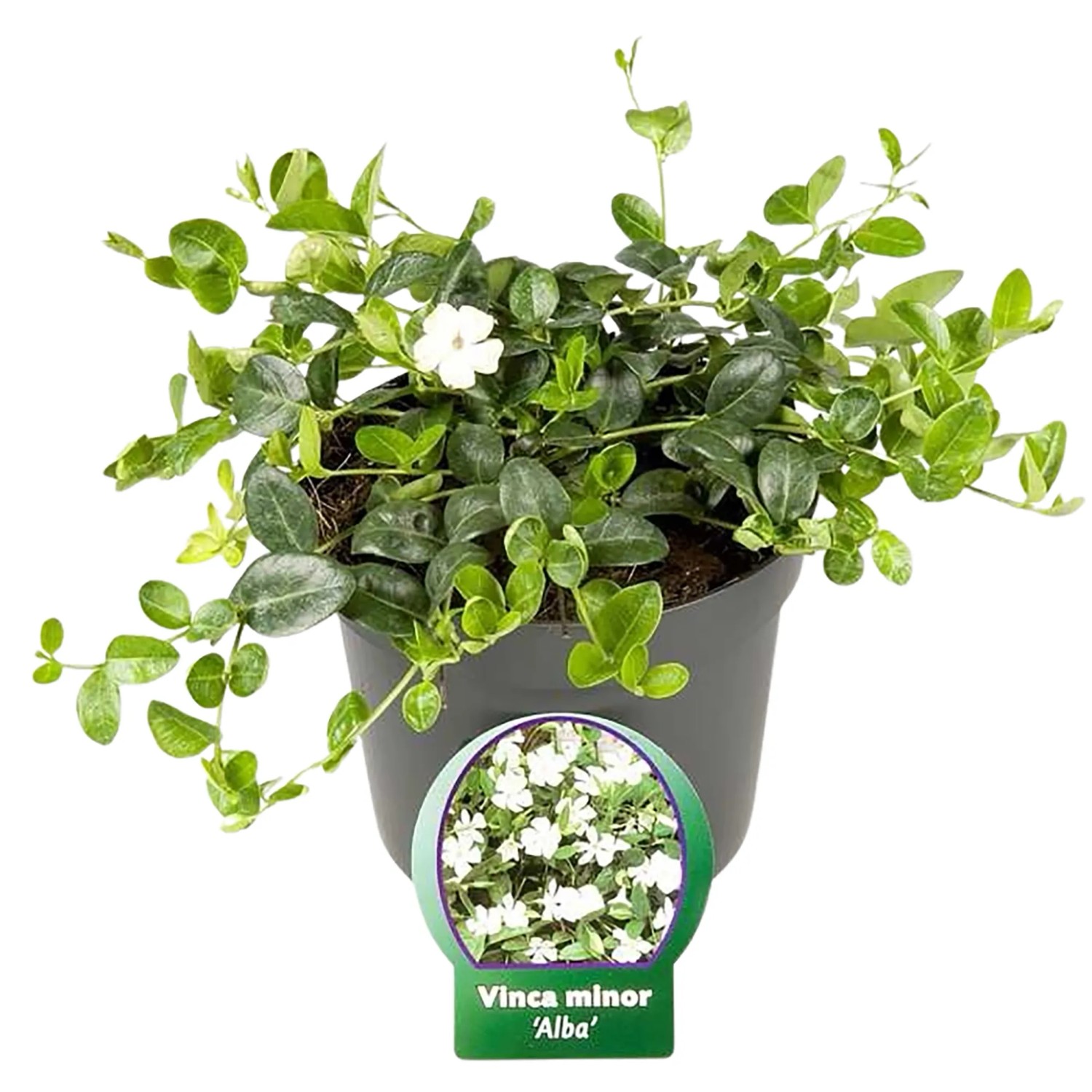 Kleinblttriges Immergrn "Alba" Wei Lnge 20 - 25 cm Topf ca. 2 l Vinca  minor kaufen bei OBI