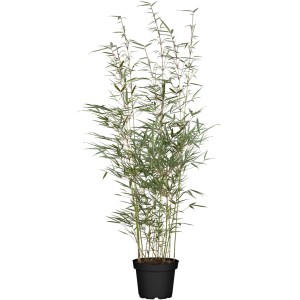 Hoher Heckenbambus im Topf, ca. 175-200 cm hoch, ideal als Sichtschutz.