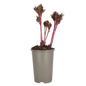 Pfingstrose Long Life Rot im Topf, ca. 14 cm Ø. Winterharte Gartenpflanze mit roten Trieben.