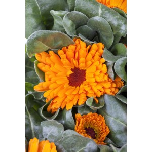Nahaufnahme: Gelb-orange Ringelblume (Calendula officinalis) im 12 cm Topf von GROW by OBI.