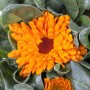 Nahaufnahme: Gelb-orange Ringelblume (Calendula officinalis) im 12 cm Topf von GROW by OBI.