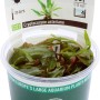 Dennerle Aquariumpflanze Cryptocoryne Usteriana In-Vitro im Topf, grüne Wasserpflanze.