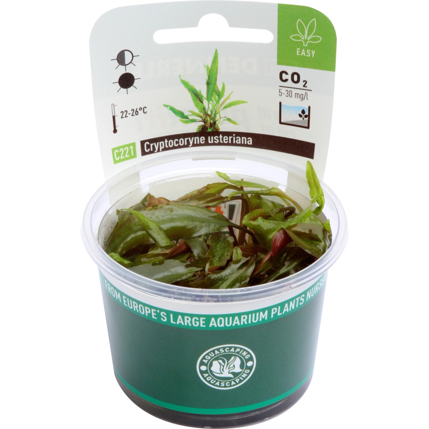 Dennerle Aquariumpflanze Cryptocoryne Usteriana In-Vitro im Topf, grüne Wasserpflanze.