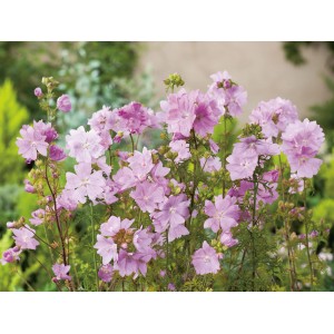 Rosa Moschus-Malve (Malva moschata) im Topf mit zarten, hellrosa Blüten.