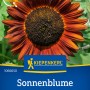Kiepenkerl Sonnenblume Samtkönigin Rot mit samtig roten Blütenblättern und dunkler Mitte.