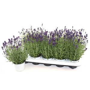 Echter Lavendel 'Lavandula Angustifolia' im Topf, lila Blüten, auf einem Tray.