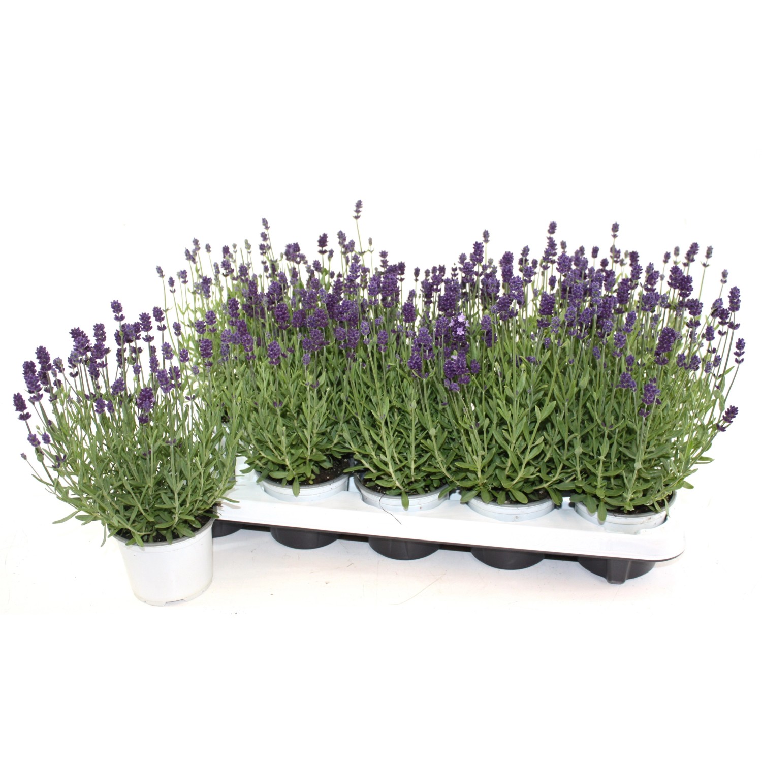 Lavendel Pink kaufen bei OBI