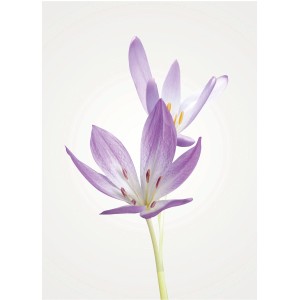 Komar Wandbild Autumn Crocus 30 x 40 cm